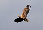 IMG 7252 orne